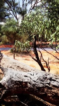 A clear scene shows trees and a river in the Australian outback. The sunlight shines on the landscape, revealing the ground and water. Colorful vegetation surrounds the area.