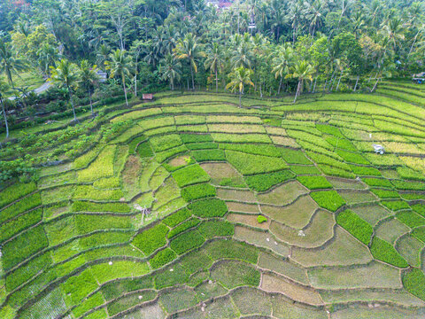 Aerial view of lush green rice terraces near Wadaslintang Reservoir, featuring vibrant agricultural patterns and surrounding palm trees in Wadaslintang, Central Java, Indonesia.