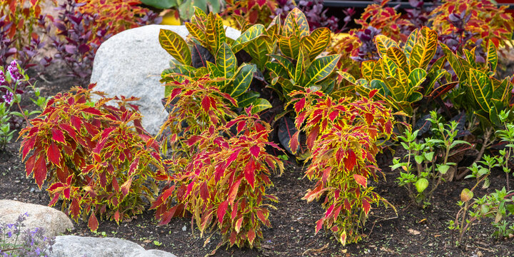 Colorful coleus and croton plants growing in garden bed
