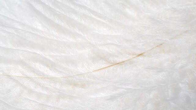 Macro white fluffy feather texture in slow motion, closeup feather background