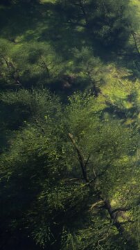 Bright sunlight shines on a green landscape filled with trees and rocks. The ground has patches of grass and highlights the natural beauty of the forest area.