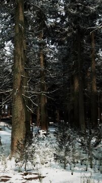 Tall trees stand in a forest with snow covering the ground. The scene shows a quiet winter day with some small plants and fallen snow on the branches.