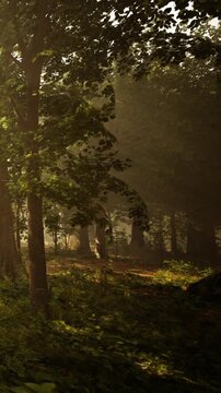 A forest setting shows trees with sunlight shining through the leaves. The ground is covered in fallen leaves and plants. The time is late afternoon with shadows forming.