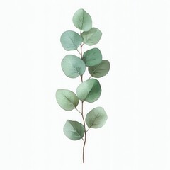Fototapeta premium delicate eucalyptus branch with round green leaves on white background conveying calm minimalist freshness