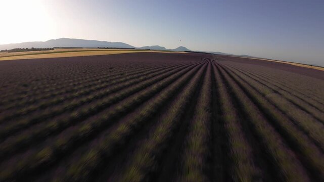 au dessus des lavandes au dessus du soleil - Valensole