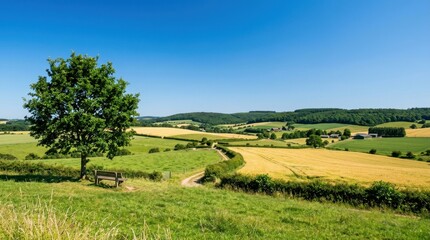Fototapeta premium Beautiful panoramic view of rolling hills and golden wheat fields in the English countryside under a clear blue sky with a solitary tree and wooden bench.