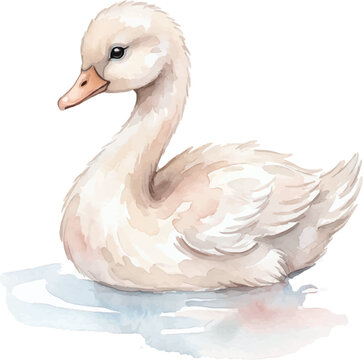 Soft and fluffy white watercolor swan chick swimming in calm blue water, perfect for naturethemed designs and bird enthusiasts.