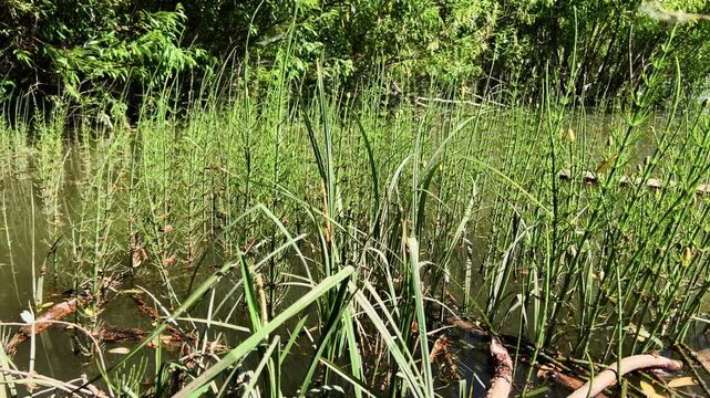 Water horsetail Equisetum fluviatile growing in dense colony along a calm forested lake shore