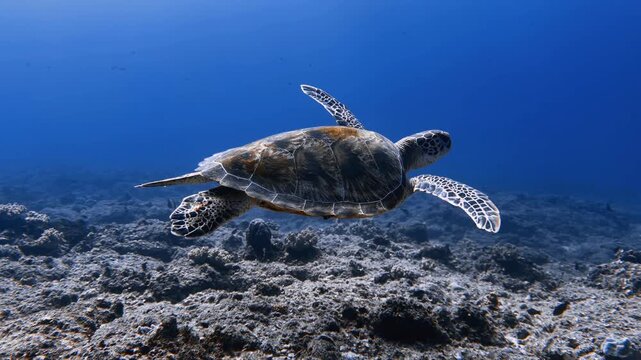 A green sea turtle glides above the ocean floor in Mauritius. Peaceful underwater wildlife footage is ideal for marine conservation, travel, nature, and environmental storytelling.