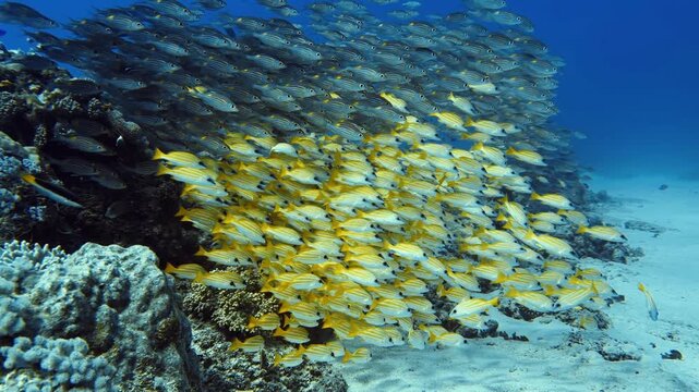 A dense school of tropical fish is moving across a coral reef in Mauritius. Dynamic underwater wildlife footage featuring marine biodiversity, synchronized movement, and healthy reef ecosystems.