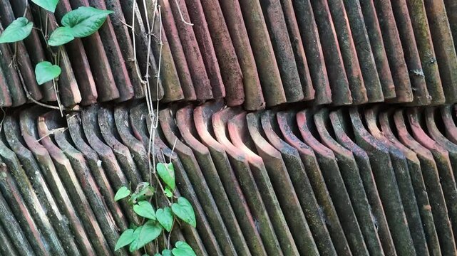 Neatly stacked rows of weathered clay roof tiles covered in moss with green creeping vines