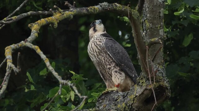 A recently fledged cute baby Peregrine Falcon, Falco peregrinus, perching in a tree stretching.