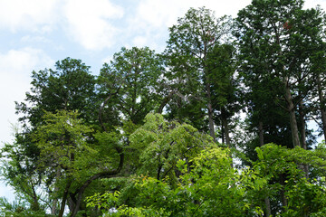 Fototapeta premium 公園の新緑の樹木