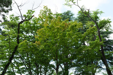 Fototapeta premium 公園の新緑の樹木