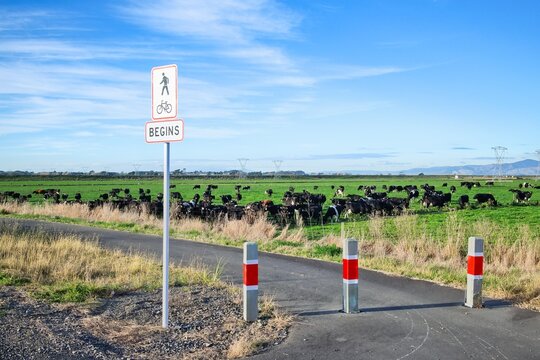 Cycle Pathway Through New Zealand Farmland