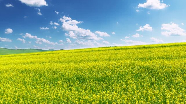 Vast Yellow Rapeseed Field Under Blue Sky