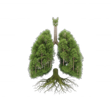 Human Lungs Shaped Like a Green Forest with Roots