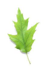Fototapeta premium green oak leaf isolated on white background
