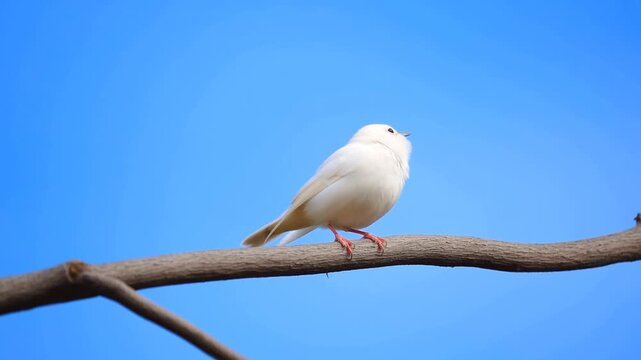 Static panning shot of small white bird turning and preening on tree branch against blue sky
