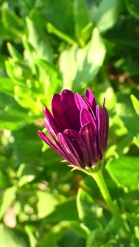 Blooming African Daisy Time lapse in Vertical Format &ndash; Spring and New Beginnings
