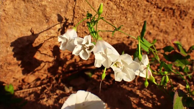 Field Bindweed Flower Opening at Sunrise Time lapse