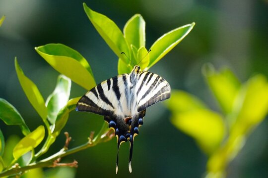 Swallowtail Butterfly Resting on Green Foliage