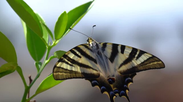 Swallowtail Butterfly Perched on Green Leaves