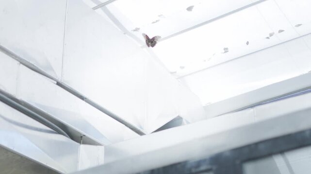 Butterfly rests on ceiling in quiet indoor space during bright afternoon