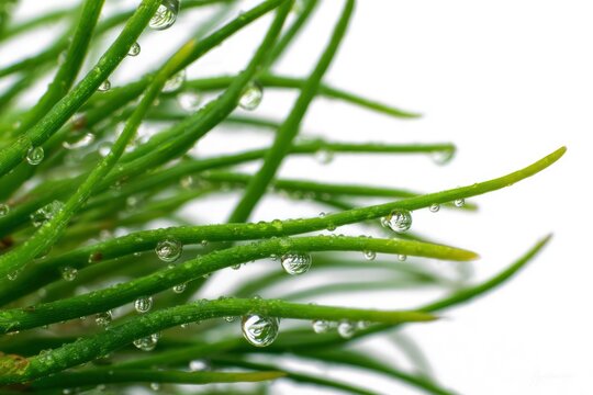 Extreme Macro of Needle Like Pipicha Leaves with Fresh Water Droplets