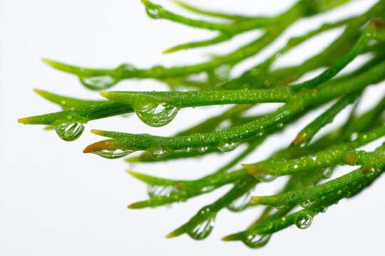 Extreme Macro of Needle Like Pipicha Leaves with Fresh Water Droplets