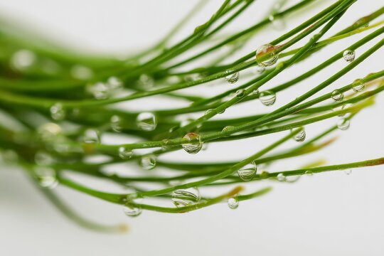 Extreme Macro of Needle Like Pipicha Leaves with Fresh Water Droplets