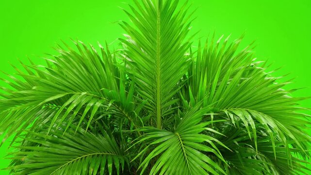 Lush green palm tree leaves and fronds isolated on green screen