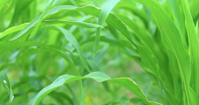 Fresh green corn leaves growing in a farm field, close-up, natural texture, healthy plant growth, sustainable agriculture, fertility, and vibrant greenery