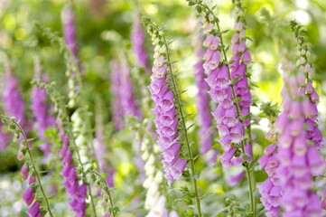 Obraz premium Elegant Digitalis purpurea blooming in Taean Chollipo Arboretum, South Korea. Its bell-shaped flowers create a sophisticated botanical image perfect for summer garden themes.