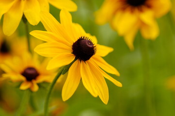 Obraz premium Rudbeckia hirta blooming at Songho Arboretum in Ansan, South Korea. This yellow wildflower captures the essence of summer, perfect for garden design and nature themes.