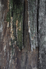 Fototapeta premium bark of a tree