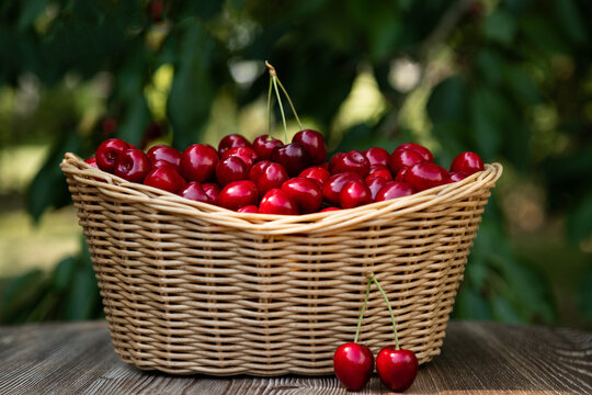 Farm Fresh Sweet Cherries in Rustic Basket With Copy Space for Healthy Food Advertising