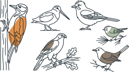 Woodland Bird Illustration Collection Featuring Woodpecker Sandpiper Sparrow Hawk Titmouse and Wren Hand Drawn Wildlife Vector Set © MstSuborna