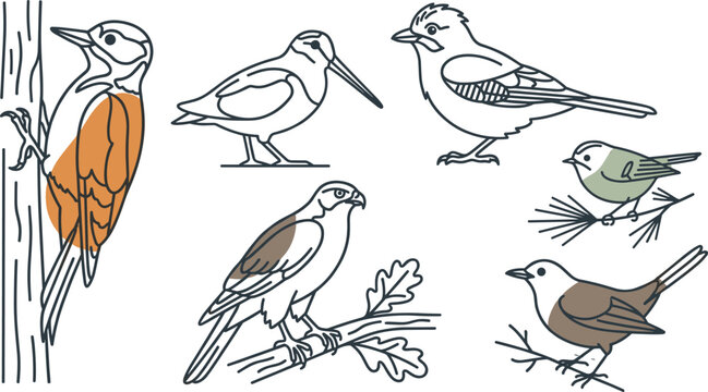 Woodland Bird Illustration Collection Featuring Woodpecker Sandpiper Sparrow Hawk Titmouse and Wren Hand Drawn Wildlife Vector Set
