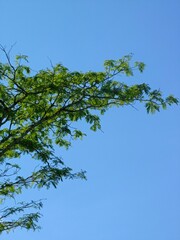 Fototapeta premium green leaves against blue sky. Green tree branches with fresh leaves extending diagonally against clear blue sky, highlighting nature’s vibrant colors and peaceful atmosphere.