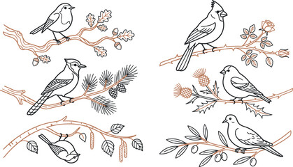 Woodland Songbird Outline Collection Featuring Robin Cardinal Chickadee Jay and Perching Garden Birds with Botanical Branches Vector Illustration Set © MstSuborna
