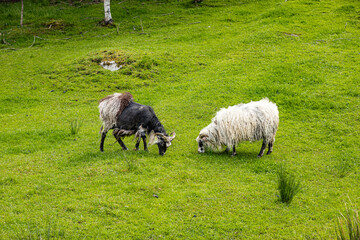 Obraz premium Two sheep graze in a lush green meadow