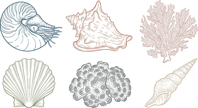 Vintage Line Art Sea Shell and Coral Reef Vector Element Set Featuring Nautilus Conch Scallop Shells and Marine Wildlife Illustrations for Beach Theme Designs