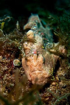 Painted frogfish camouflaged among algae on a Philippine reef