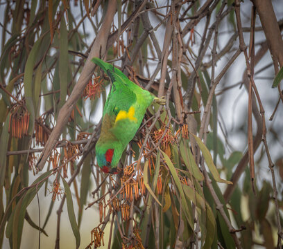 A colorful musk lorikeet, a small Australian parrot, hangs upside down in a eucalyptus tree to get to the nectar in the flowers of this tree in the arboretum in Armidale in New South Wales, Australia.