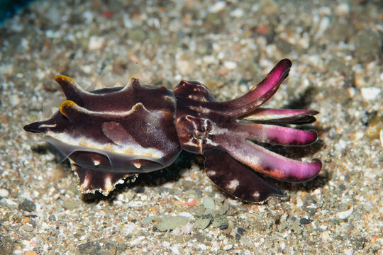 Flamboyant cuttlefish displaying vibrant colors on sandy seafloor in Anilao Philippines