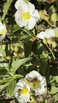 Honeybees landing on white mediterranean rockrose flowers vertical video.