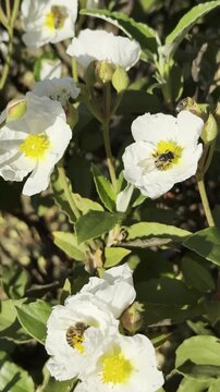 Vertical clip of bee pollination process on a white shrub flower with hard leaves.