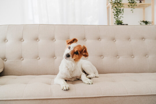 Dog with head cocked sitting on sofa at home