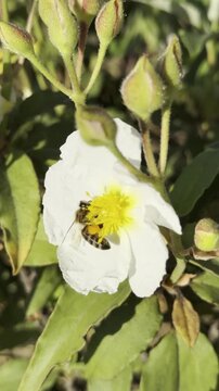 Vertical footage of wild bee foraging on beautiful white rockrose blossoms.